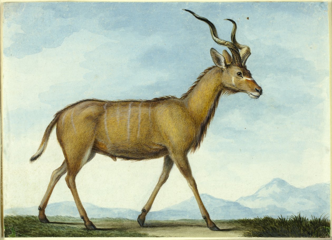Ein Kudu von Nicolas Hüet the Younger