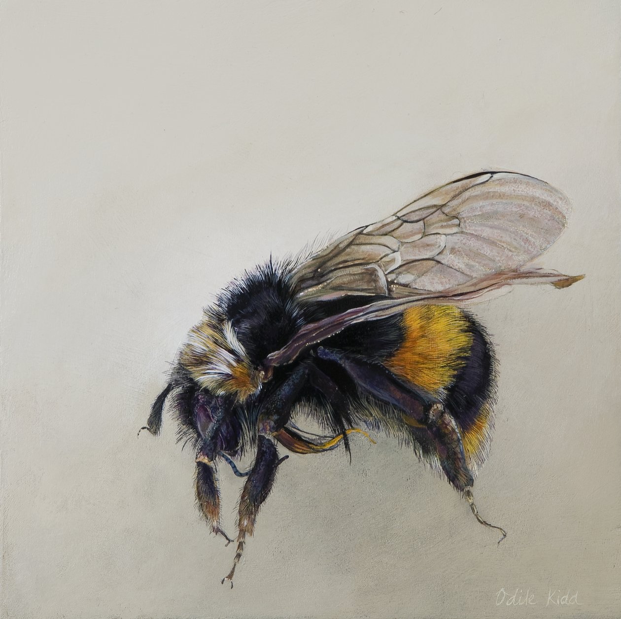 Bombus terrestris 1 (a), 2008 von Odile Kidd