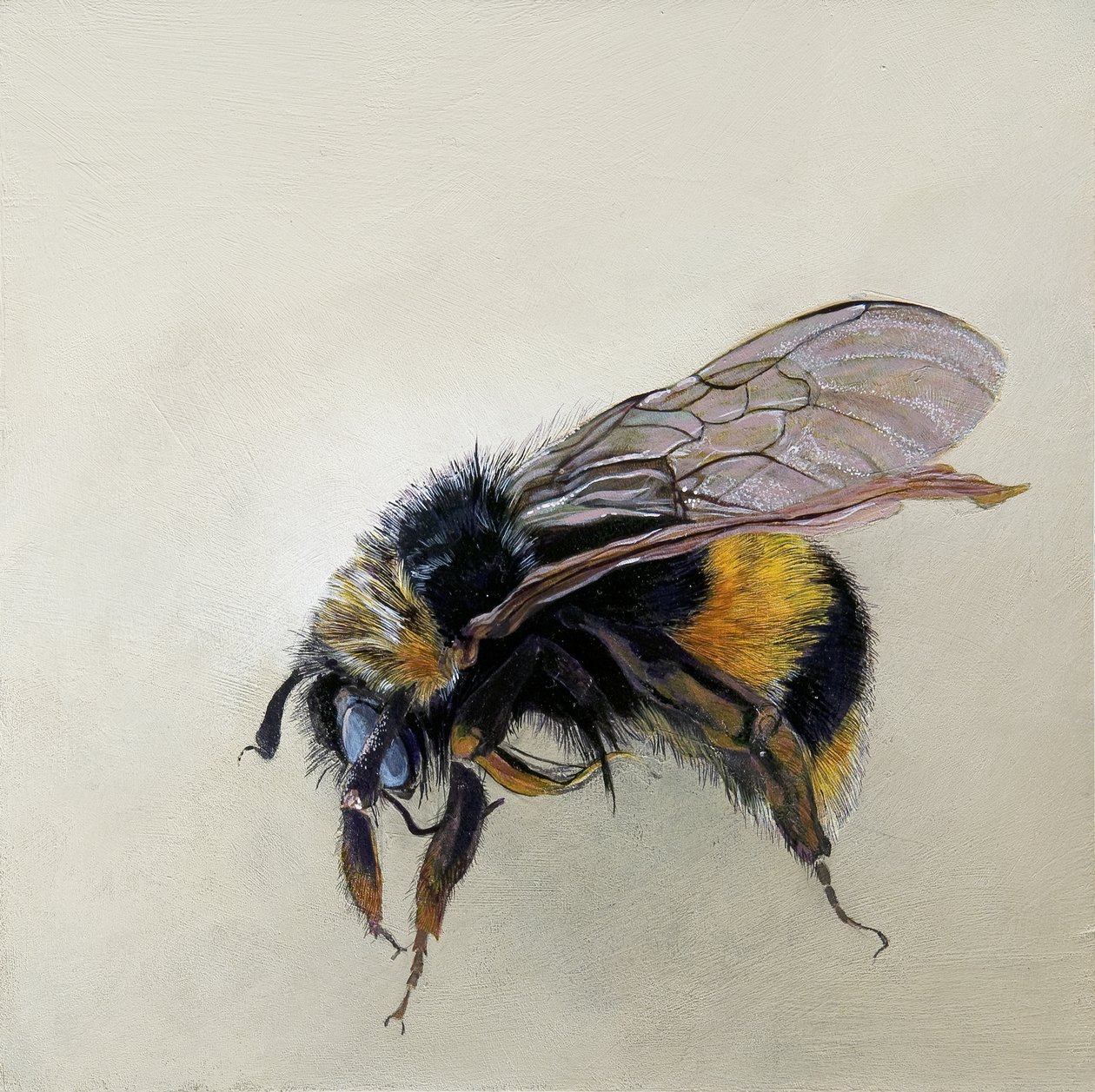 Bombus terrestris 1 (b), 2008 von Odile Kidd