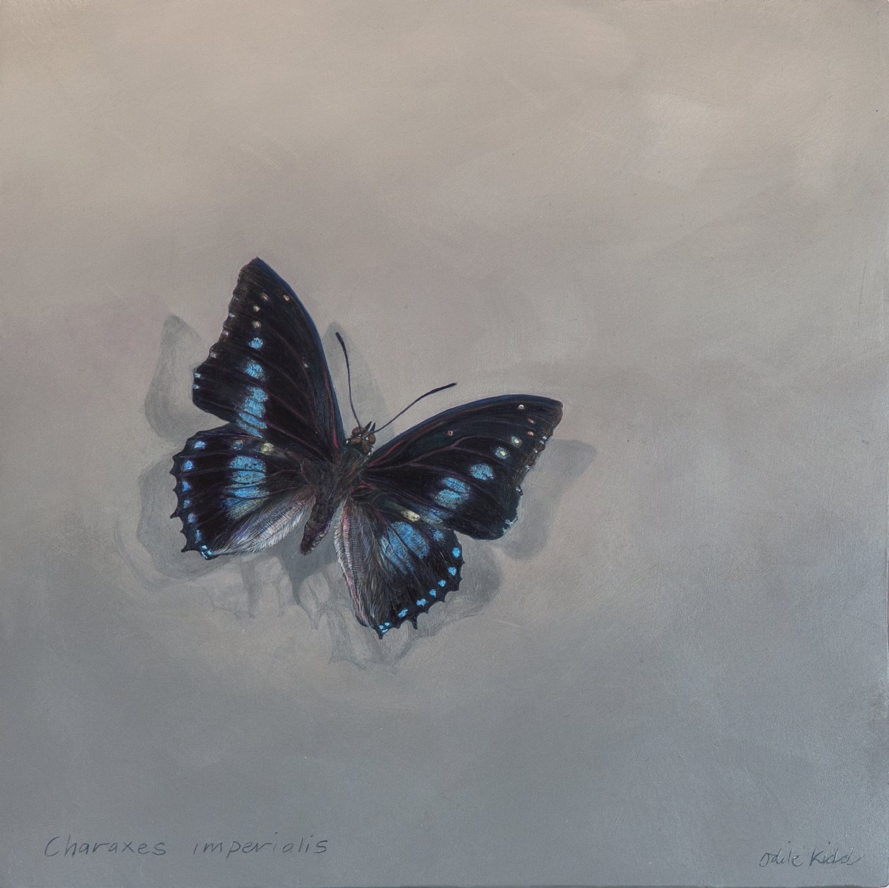 Charaxes imperialis 1 (a), 2014 von Odile Kidd