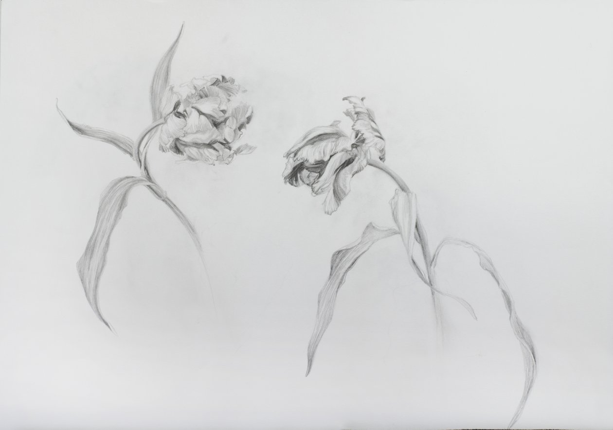 Estella rijnveld 3, 2017 von Odile Kidd