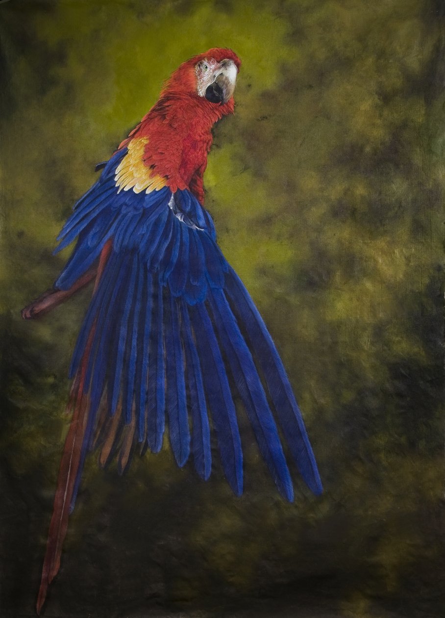 Roter Ara 2, 2009 von Odile Kidd