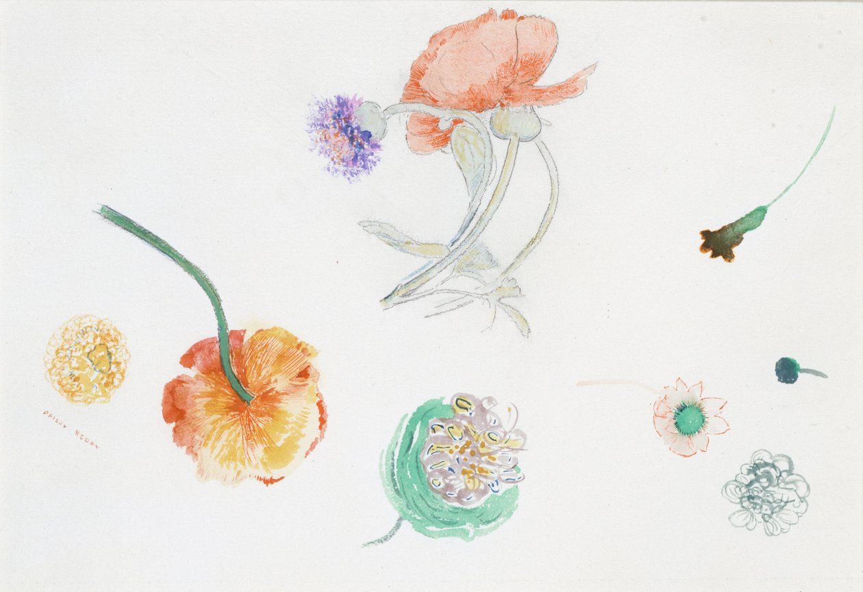 Blumenskizzen von Odilon Redon