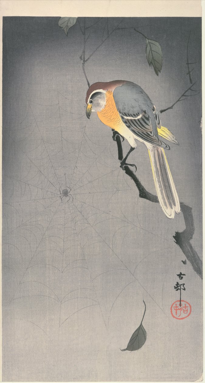 Vogel auf einem Ast, der eine Spinne beobachtet