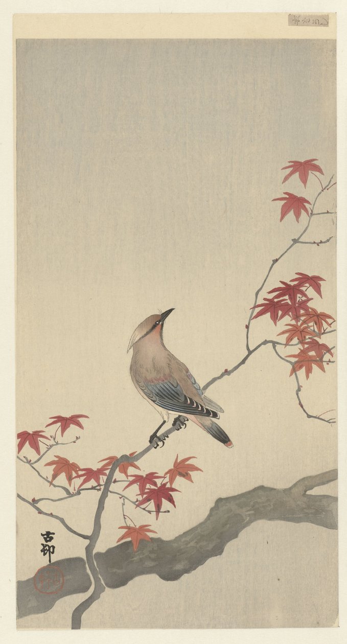 Japanische Seidenschwanz auf Ahorn von Ohara Koson