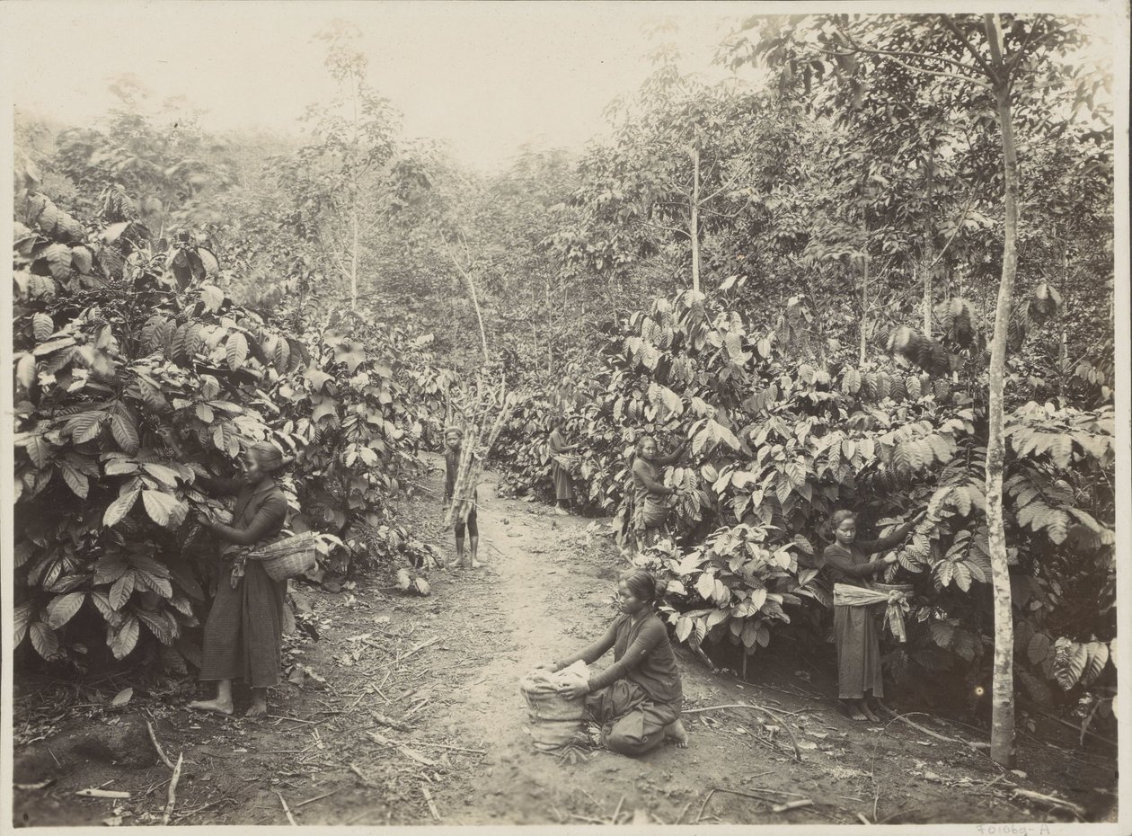 Frauen bei der Arbeit auf einer Plantage in Niederländisch-Indien von Onnes Kurkdjian
