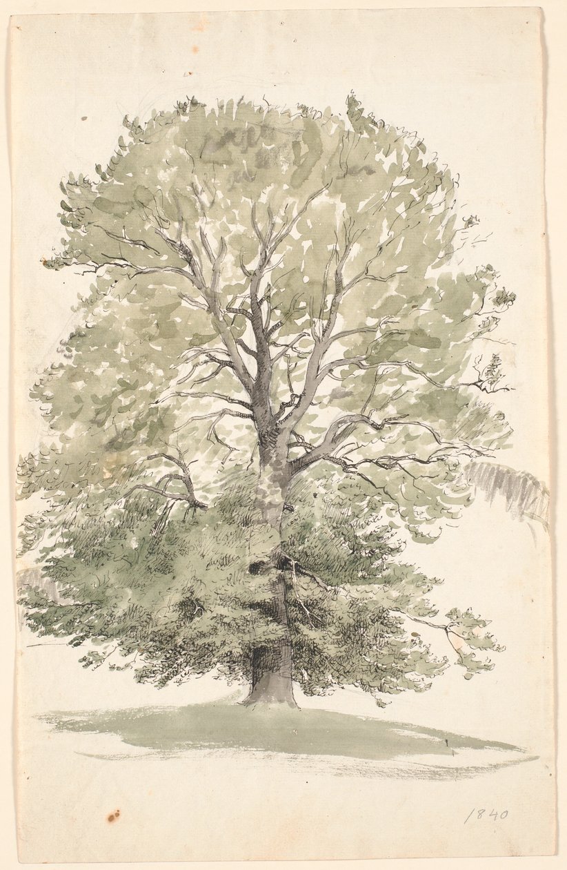 Ein großer Buchenbaum mit grünem Laub von P.C. Skovgaard