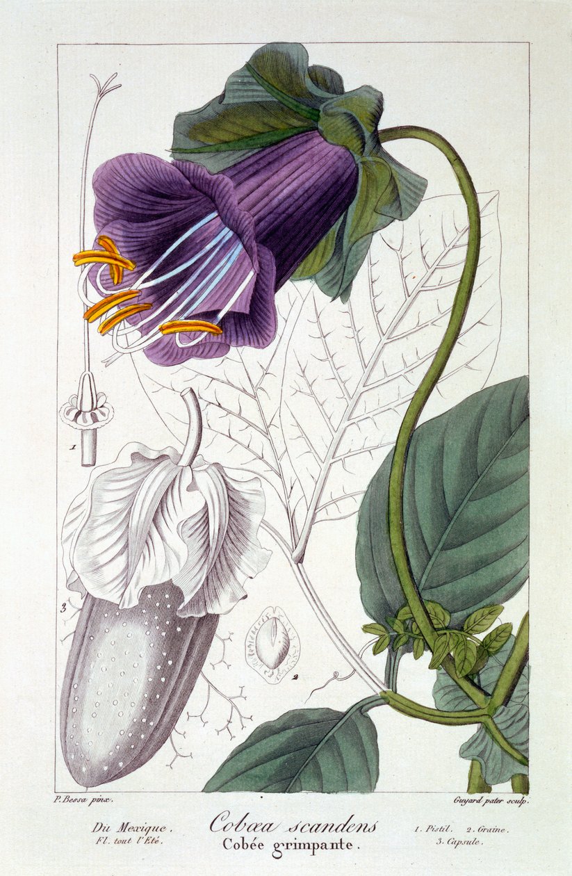 Cobaea scandens, veröffentlicht 1836 von Panacre Bessa