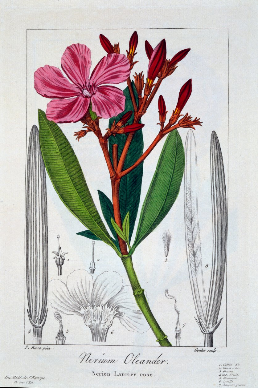 Nerium Oleander, veröffentlicht 1836 von Panacre Bessa