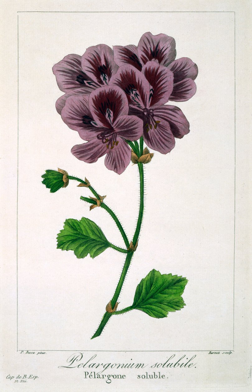 Pelargonium, veröffentlicht 1836 von Panacre Bessa