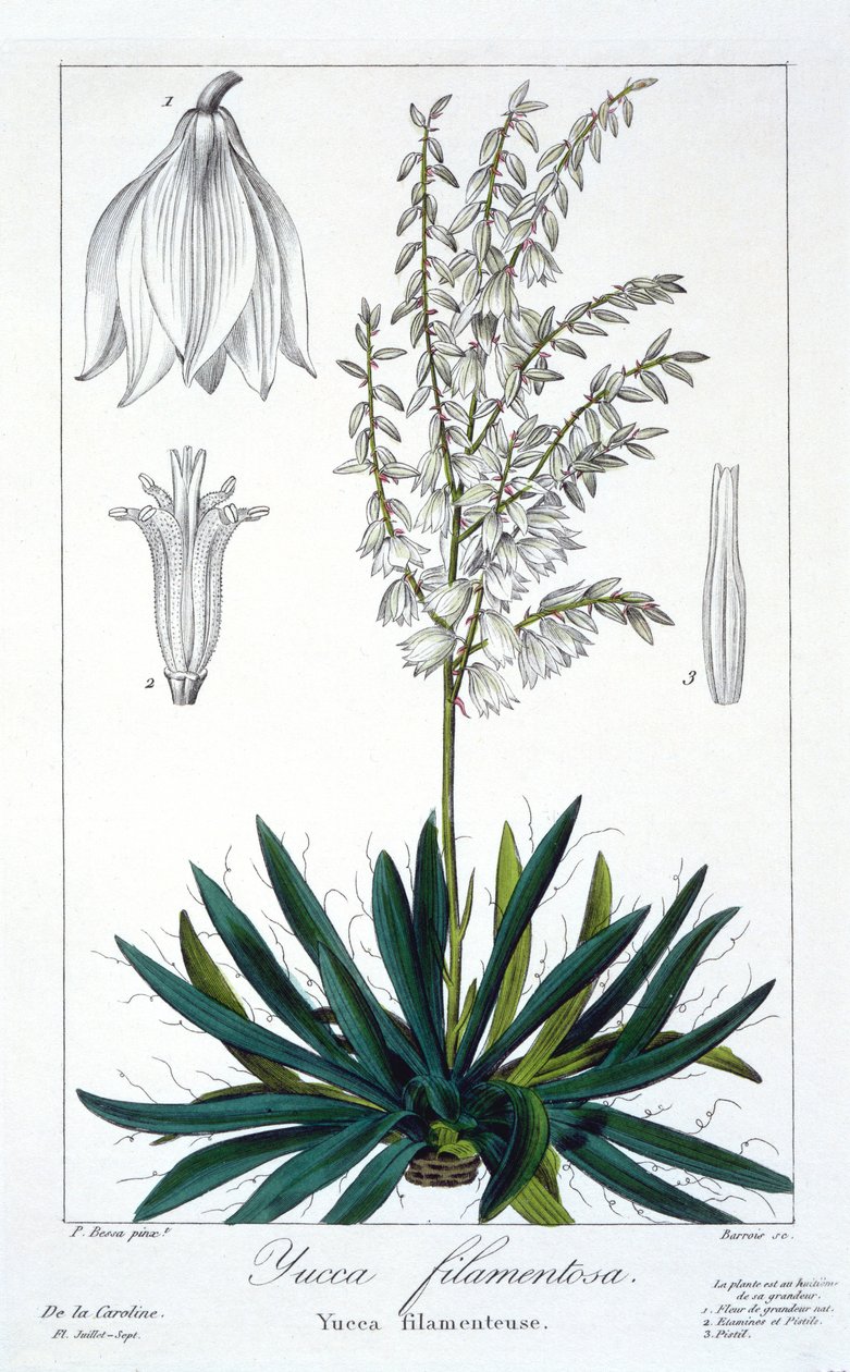 Yucca filamentosa, veröffentlicht 1836 von Panacre Bessa