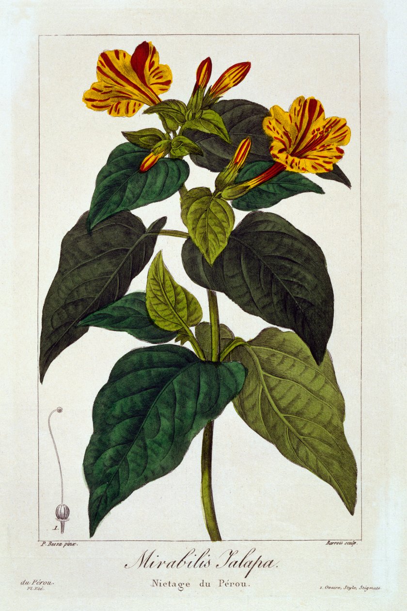 Ipomea purga, 1836 (handkolorierter Stich) von Pancrace Bessa