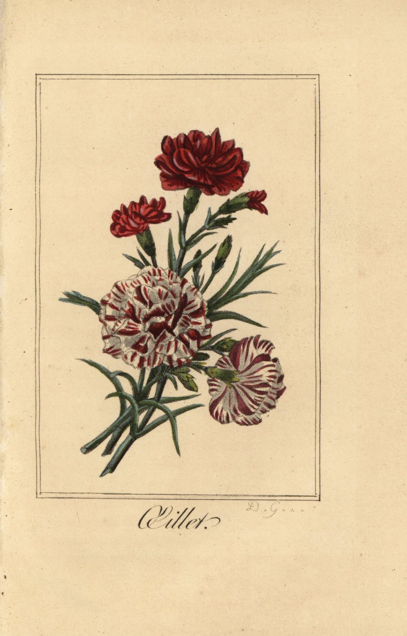 Nelke, Dianthus caryophyllus von Pancrace (after) Bessa