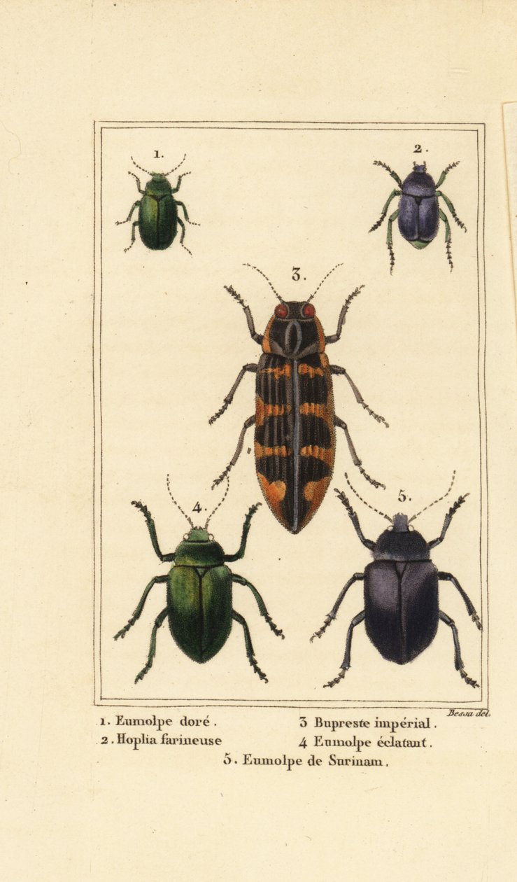 Hundsgiftkäfer, Chrysochus auratus 1, Hoplia argentea 2, Banksia-Juwelenkäfer, Cyrioides imperialis 3, Eumolpus fulgidus 4 und Eumolpus surinamensis 5 von Pancrace (after) Bessa