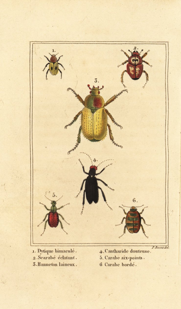Dytiscus bimaculatus, Skarabäus, Maikäfer, Cantharis-Käfer, Carabus sexpunciatus und Omophron limbatum von Pancrace (after) Bessa