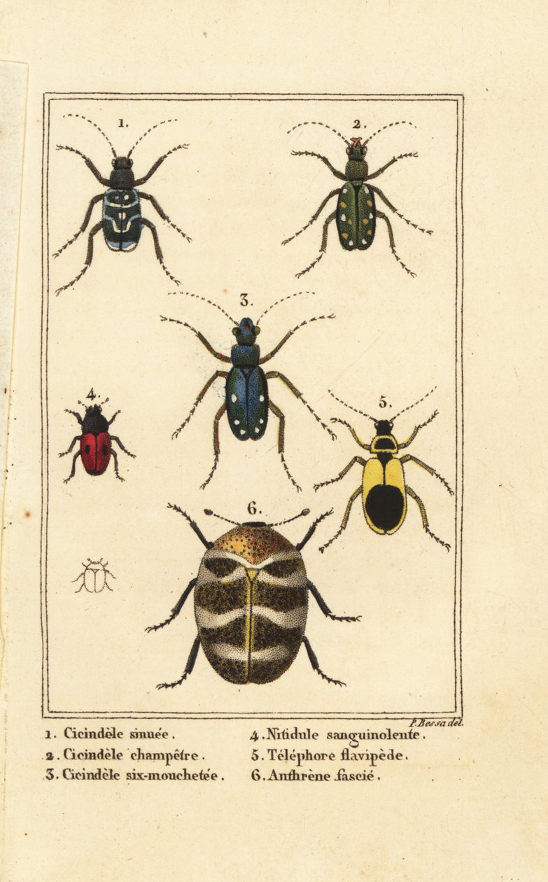 Sandlaufkäfer, Cicindela sinuata 1, Cicindela campestris 2, Cicindela sexguttata 3, Nitidula sanguinolenta 4, Teppichkäfer, Telephore flavipede 5, Anthrenus verbasci 6 von Pancrace (after) Bessa