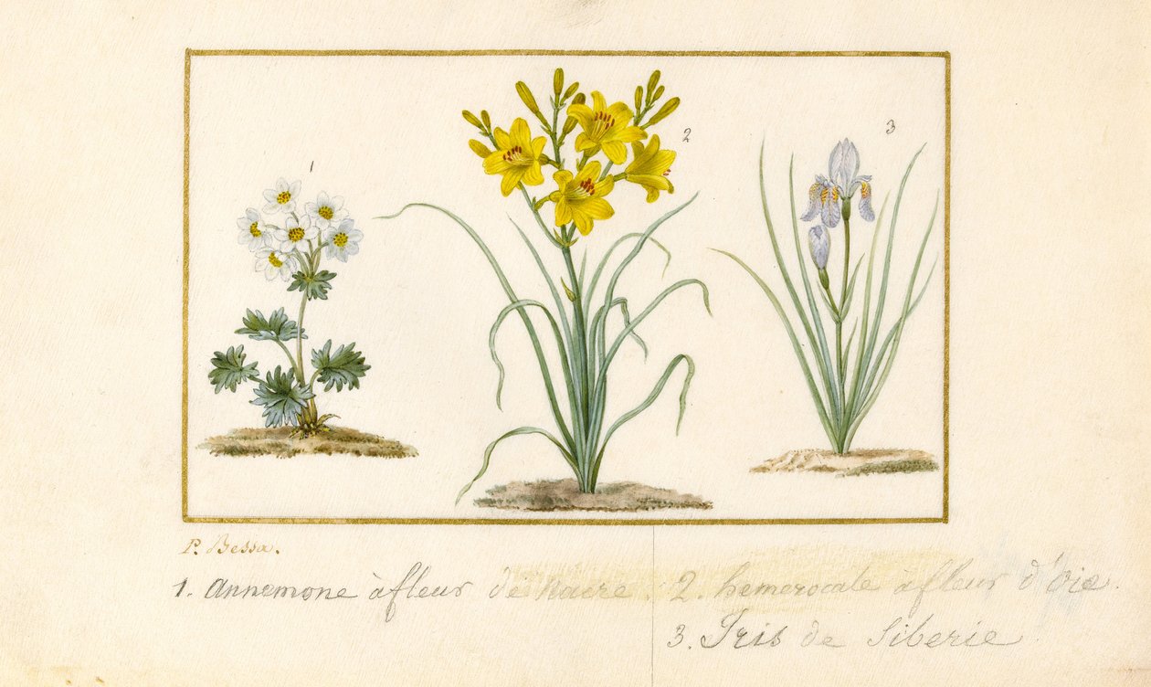 Anemone, Taglilie und Iris von Pancrace Bessa