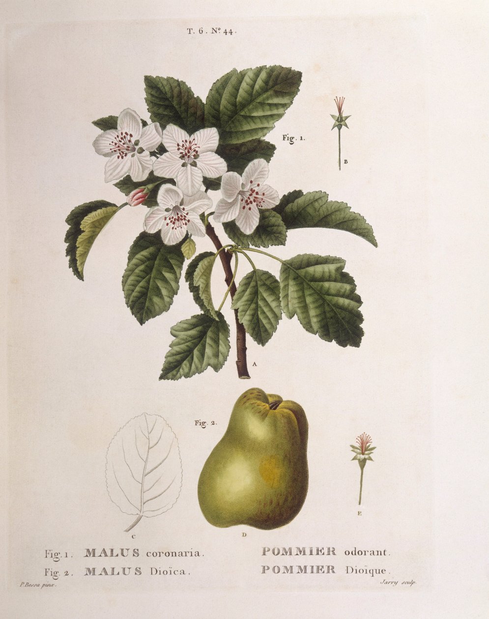 Zierapfel (Malus coronaria), botanische Tafel von Pancrace Bessa von Pancrace Bessa