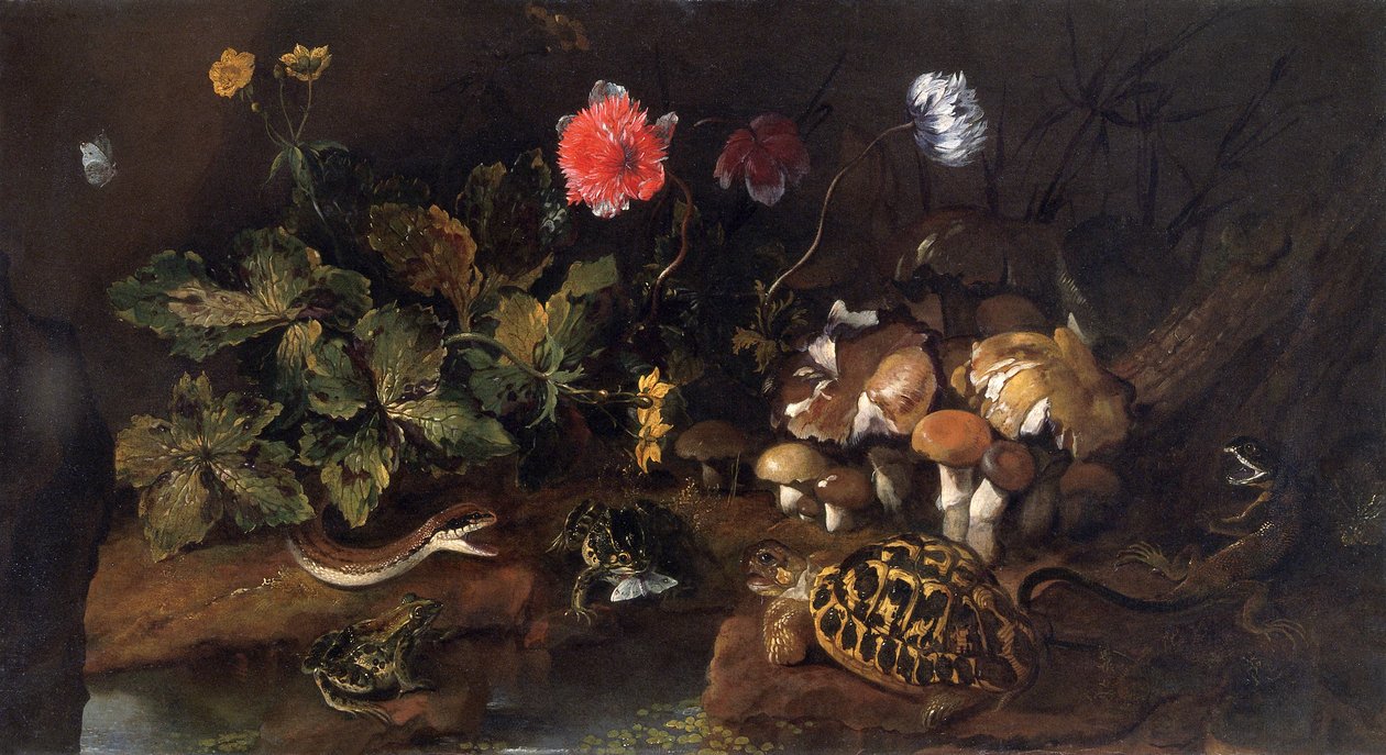 Stillleben mit einer Schlange, Fröschen, Schildkröte und Eidechse, 1656-1673 von Paolo Porpora