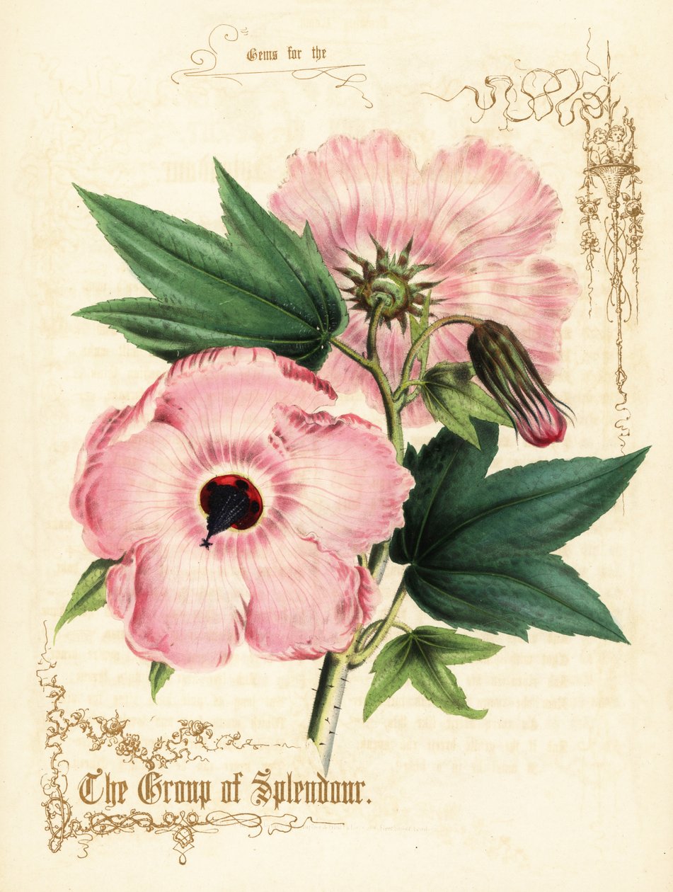 Rosa Hibiskusblüten und Laub von Paul Jerrard: Kunstdruck