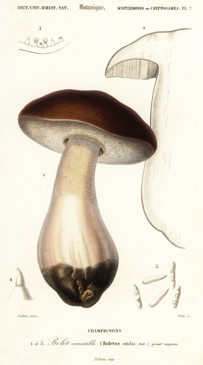 Steinpilz, Boletus edulis (Gravur) von Paul Louis Oudart