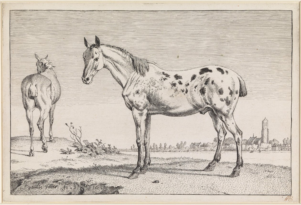 Das geschorene Pferd von Paulus Potter