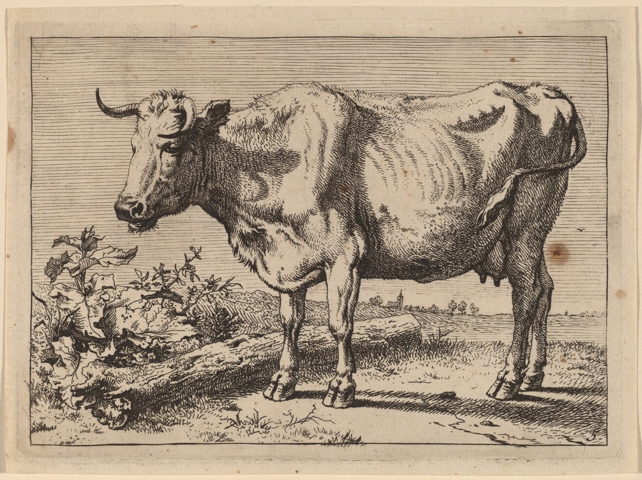 Stehende Kuh (Kuh mit zerknittertem Horn) von Paulus Potter