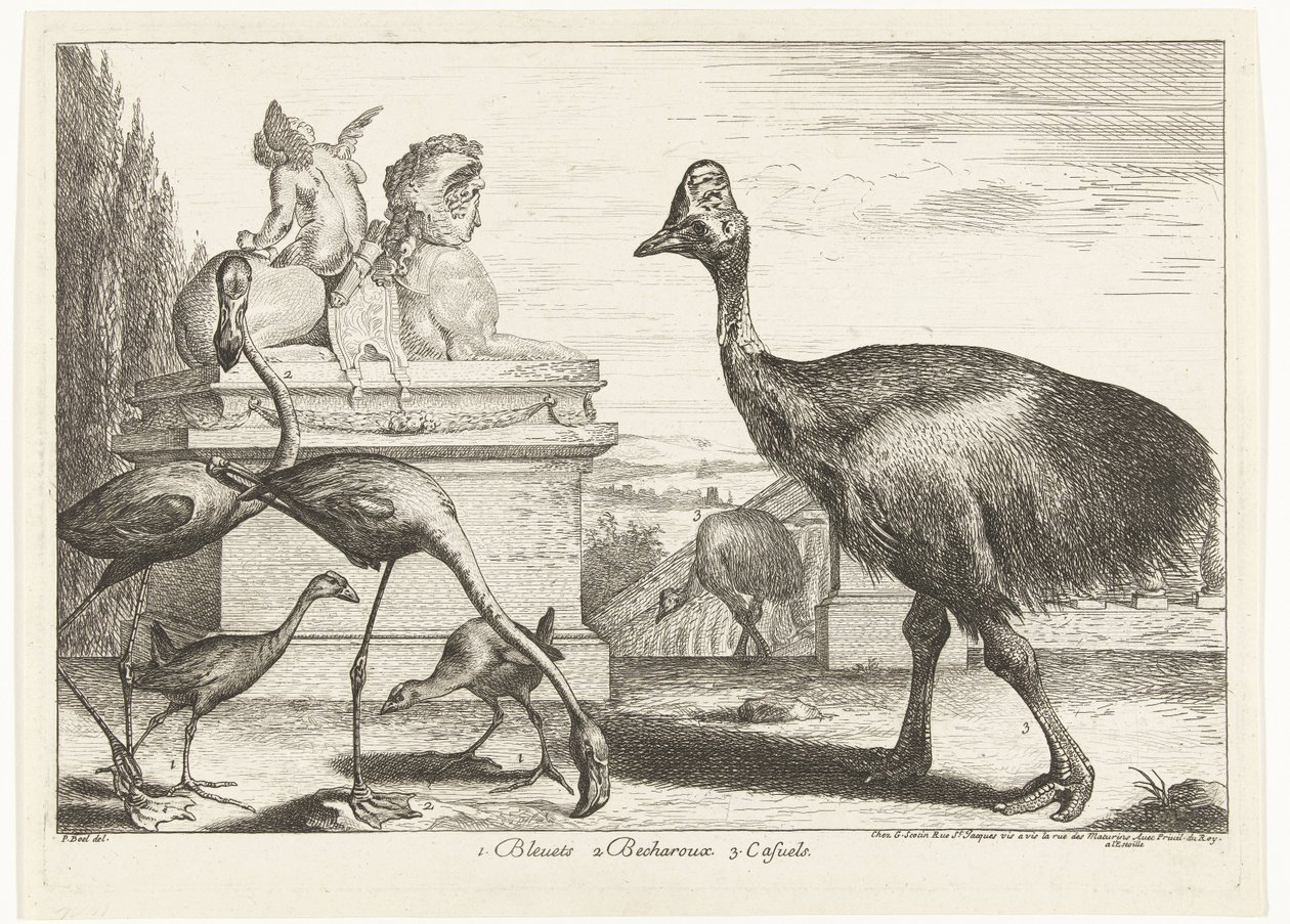 Kasuar, Purpurhuhn und Flamingos von Peeter Boel (attributed to)