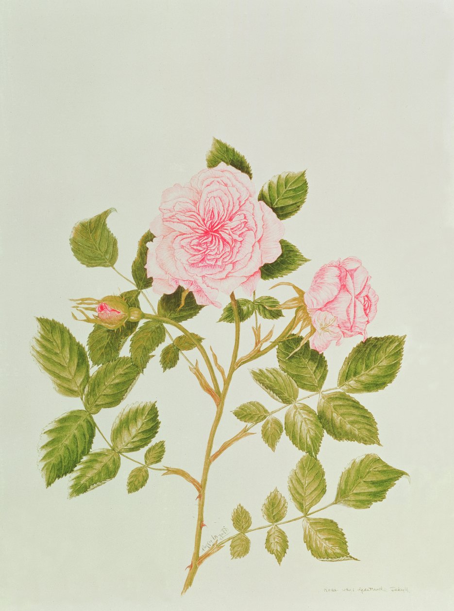 Rosa var: Gertrude Jekyll von Peggy Wyatt: Kunstdruck kaufen