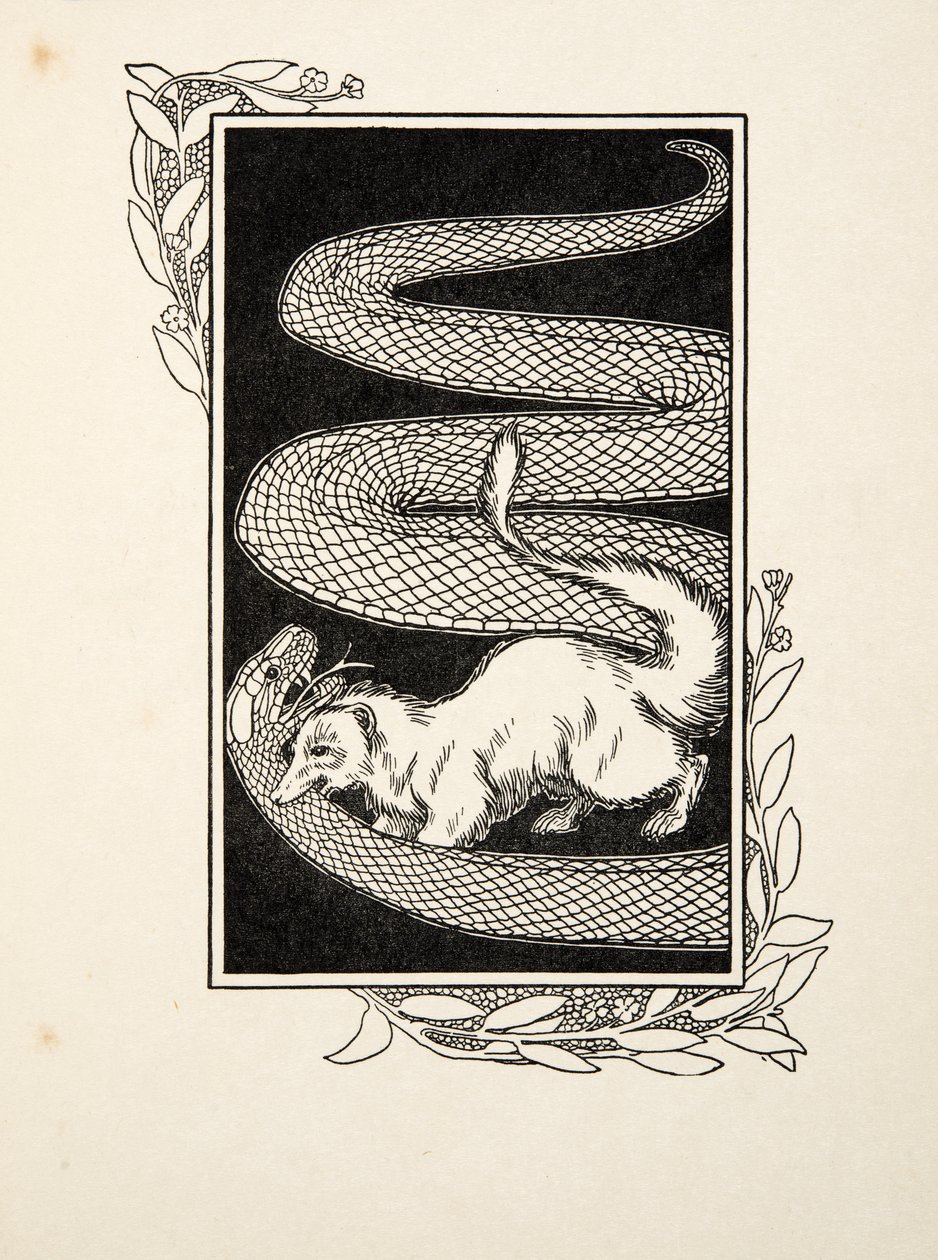Schlangentöter, aus Hundert Anekdoten von Tieren, veröffentlicht 1924 (Gravur) von Percy J. Billingshurst