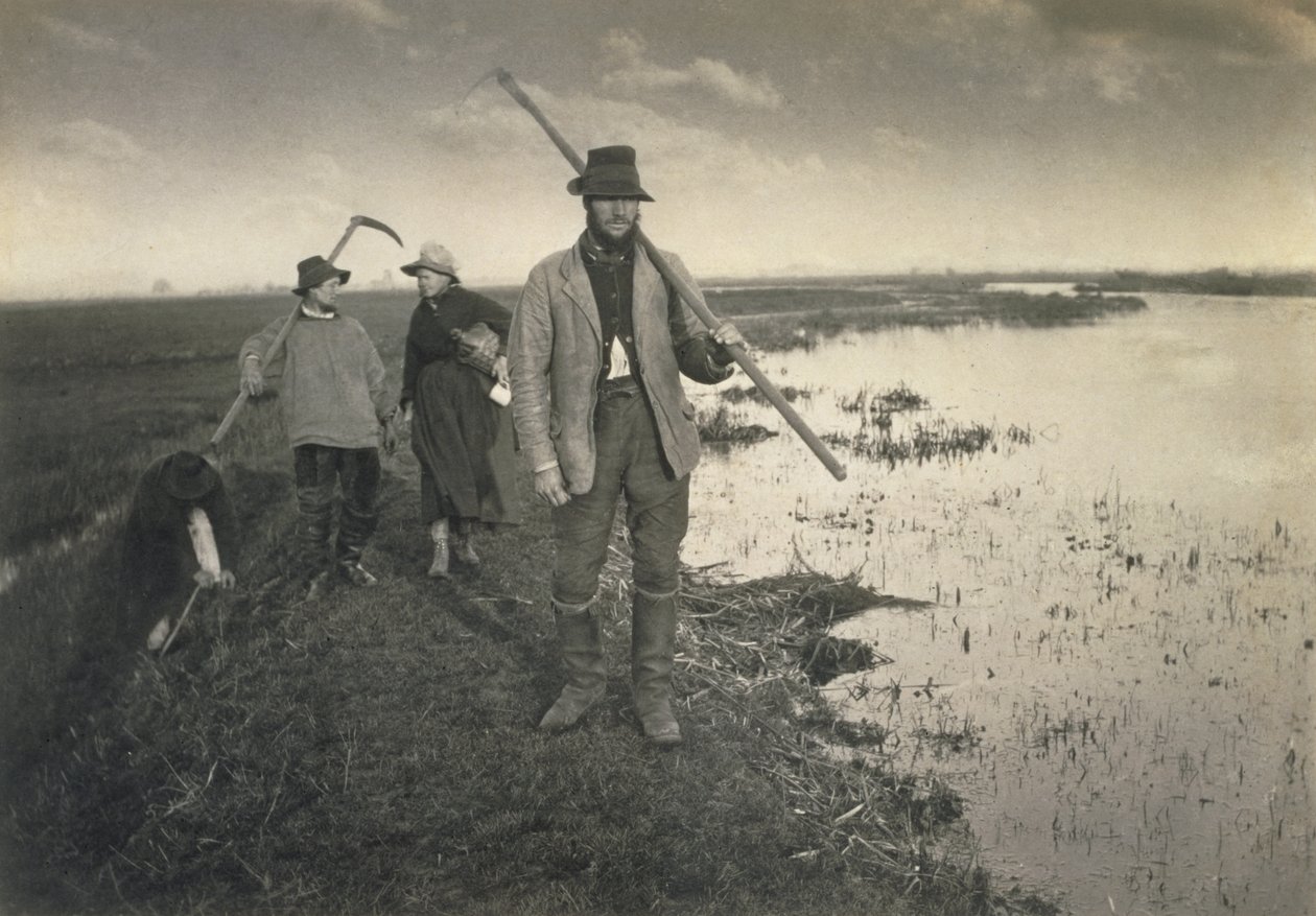 Schneiden des Gladdon, Leben und Landschaft auf den Norfolk Broads, ca ...