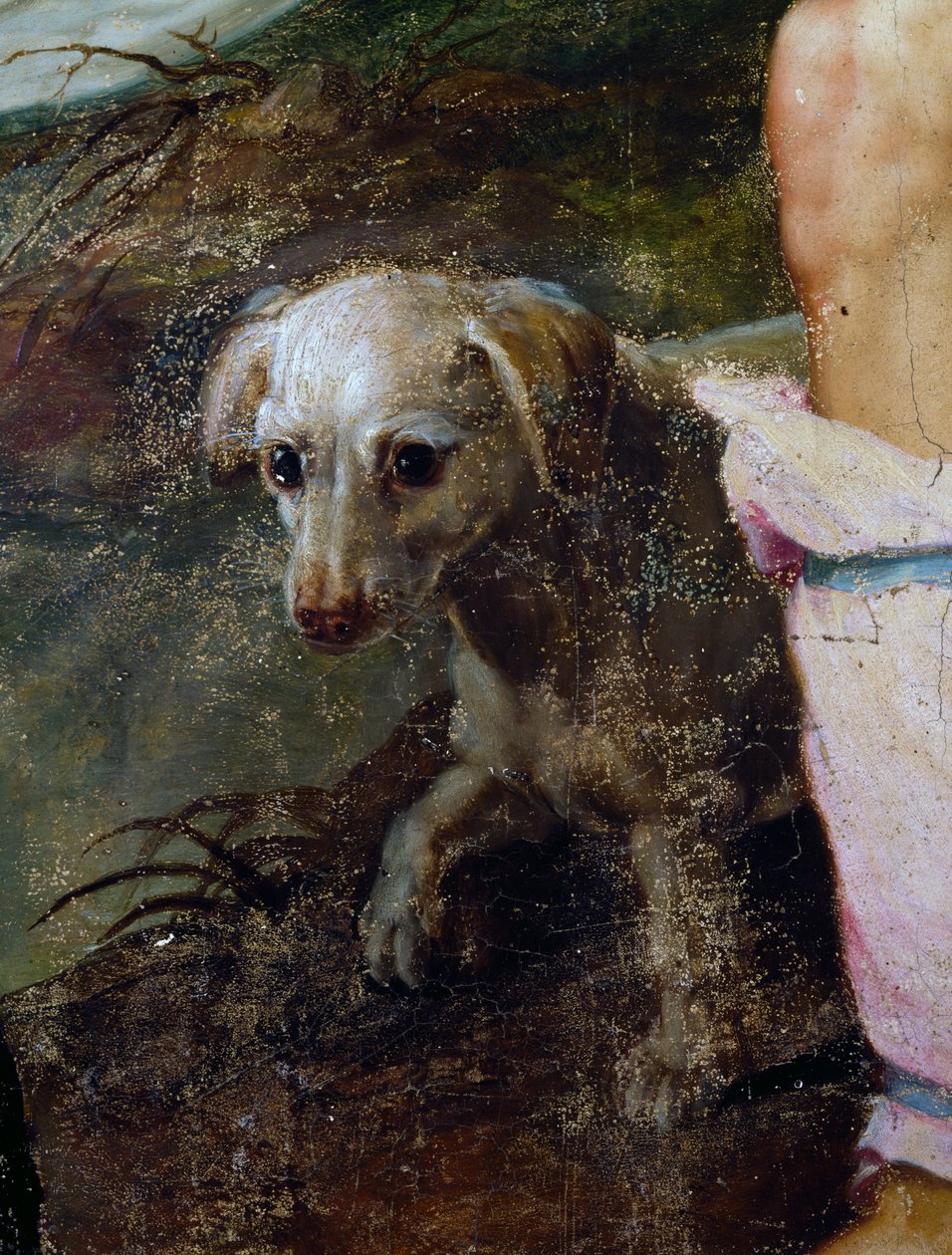 Hund, Detail aus der Geburt Christi, Gemälde von Pieter Candid oder Pieter de Witte (Detail) von Peter Candid