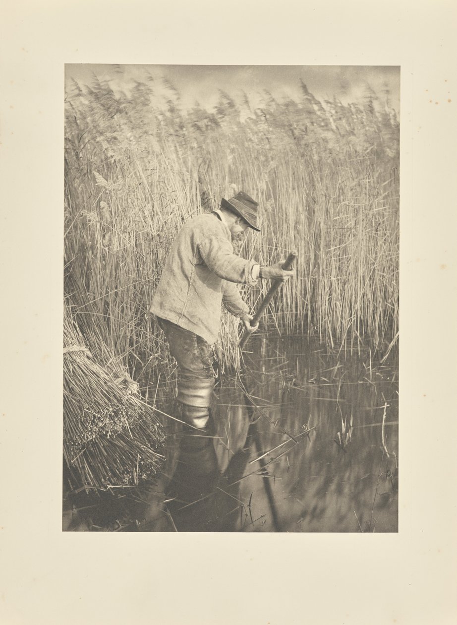 Ein Schilfschneider bei der Arbeit von Peter Henry Emerson