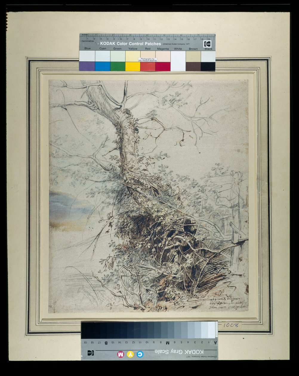 Ein sterbender Baum, dessen Stamm mit Brombeeren bedeckt ist, neben einem Zaun, um 1618-20 von Peter Paul Rubens