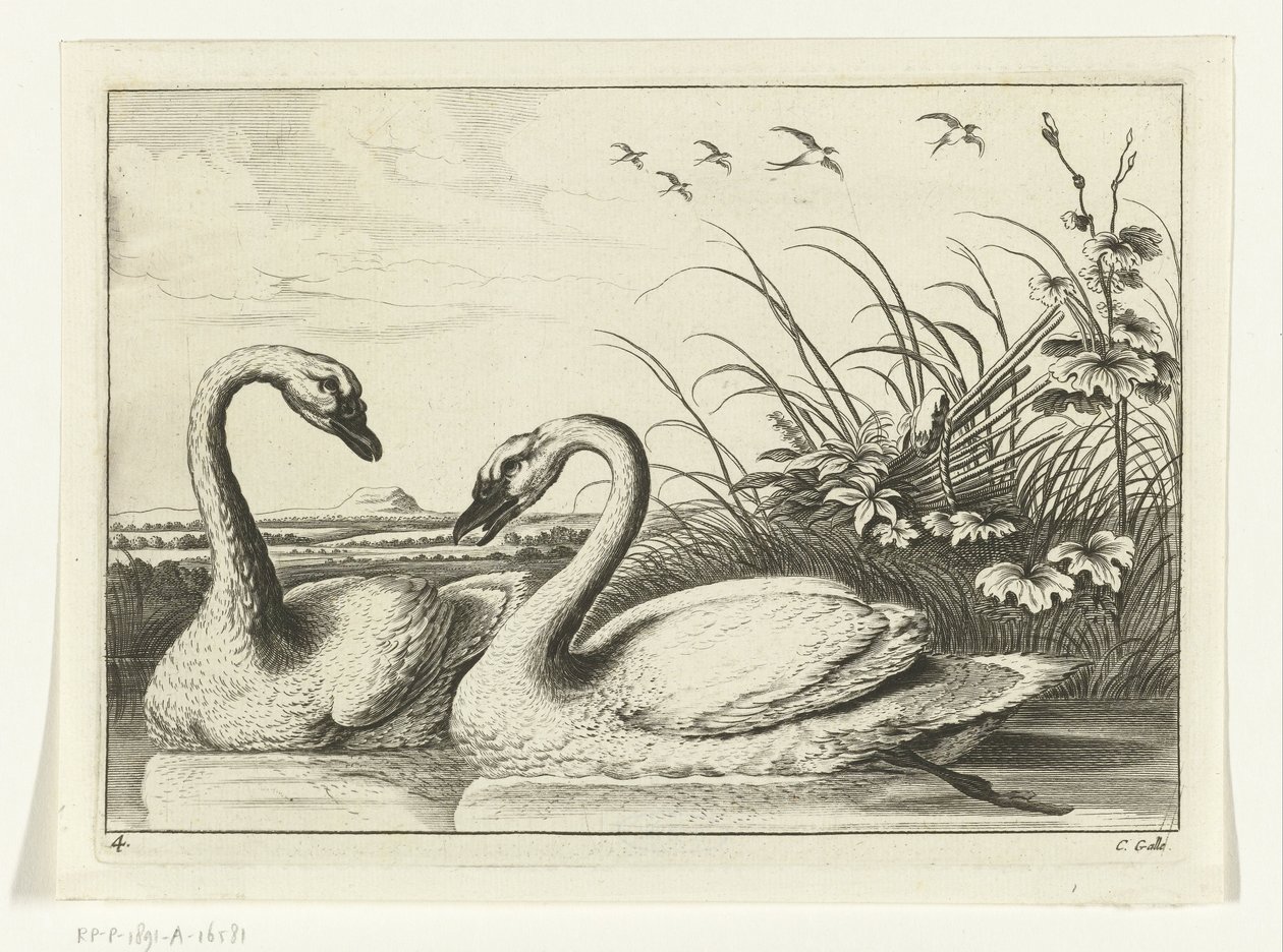 Zwei Schwäne von Peter van Liesebetten