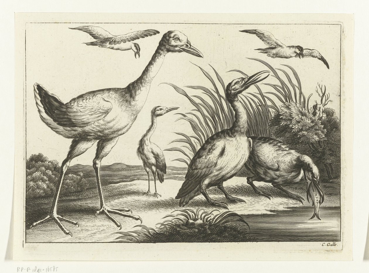 Wasservögel von Peter van Liesebetten