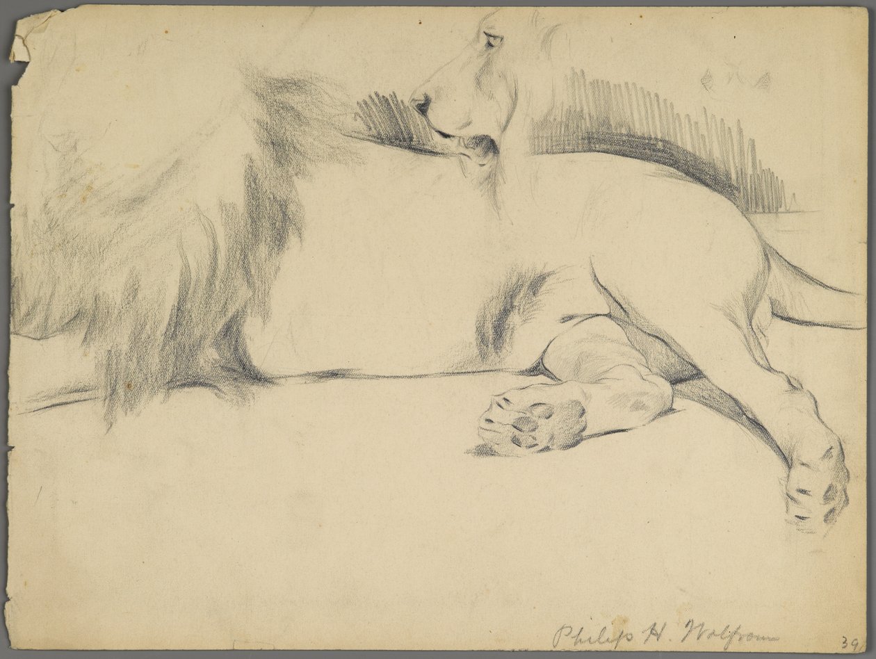 Studien eines Löwen von Philip H. Wolfrom