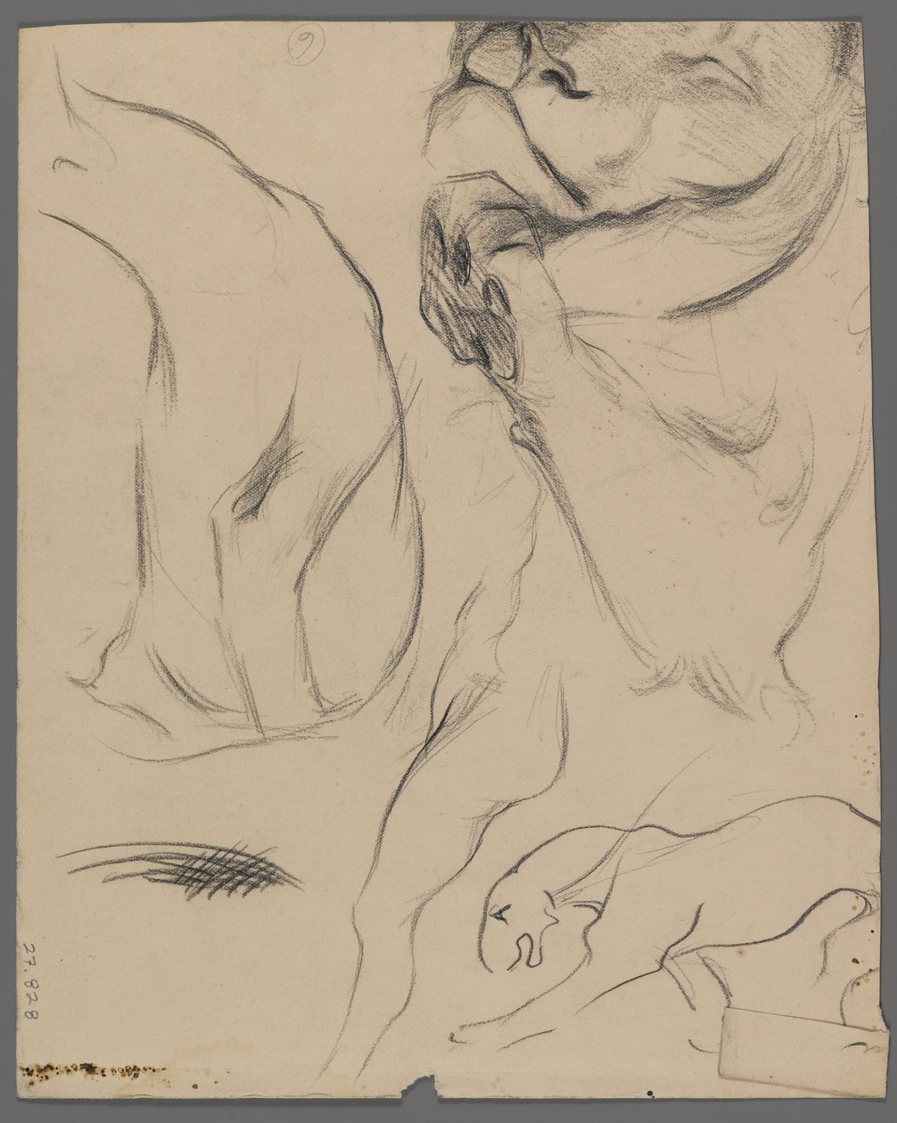 Studien eines Löwen von Philip H. Wolfrom