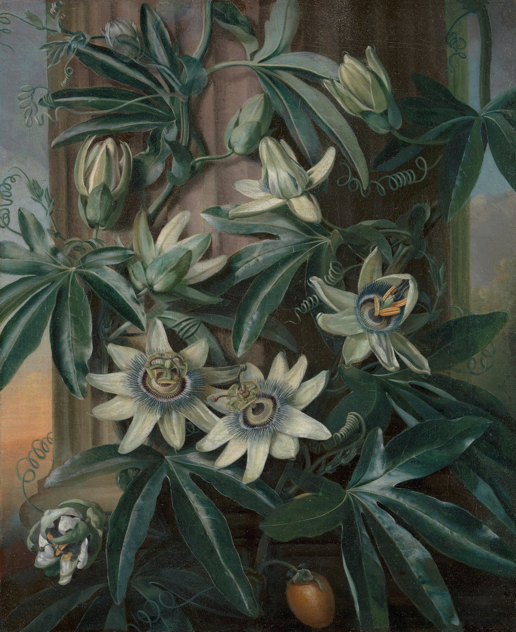 Die blaue Passionsblume, für Robert John Thorntons Tempel der Flora (London, 1799-1812) von Philip Reinagle
