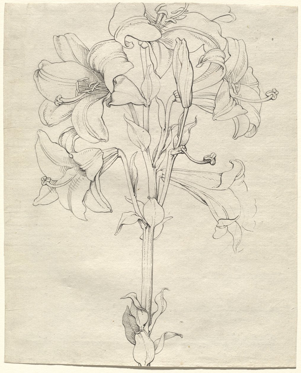 Ein Stängel Lilien mit sechs Blüten von Philipp Otto Runge