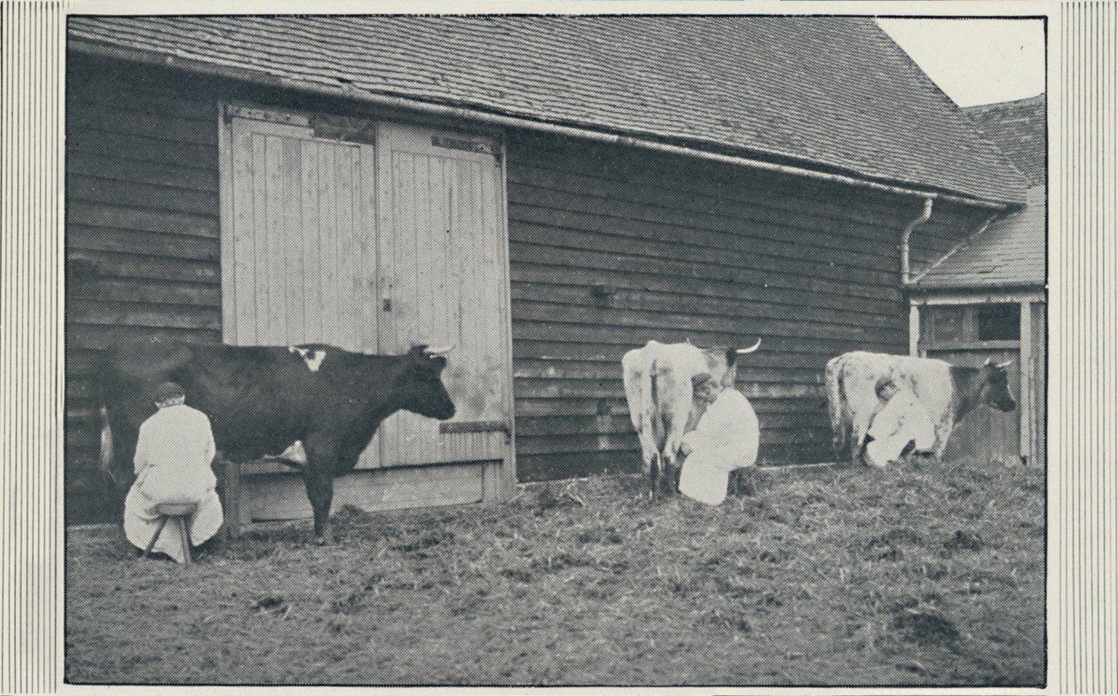 Kühe melken, 1910 von Pictorial Agency