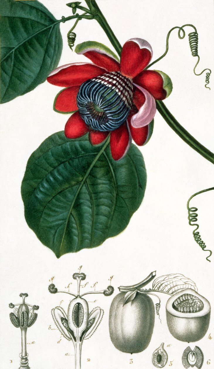 Eine Passionsblume aus Lecons de Flore