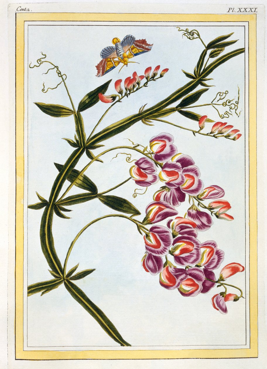Le Grand Lathyre (Ewige Süßerbse), c.1776 von Pierre Joseph Buchoz