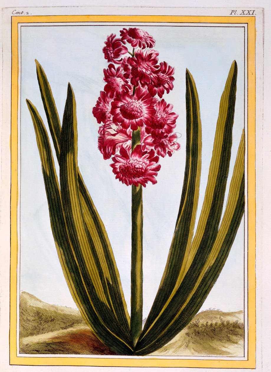 Königliches Purpur, ca. 1766 von Pierre Joseph Buchoz