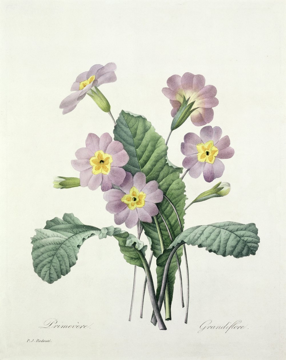 Pierre%20Joseph%20Redoute%20-%20Primula%20%28Primrose%29%20engraved%20by%20Bessin%20from%20Choix%20des%20Plus%20Be%20-%20%28MeisterDrucke-276975%29.jpg