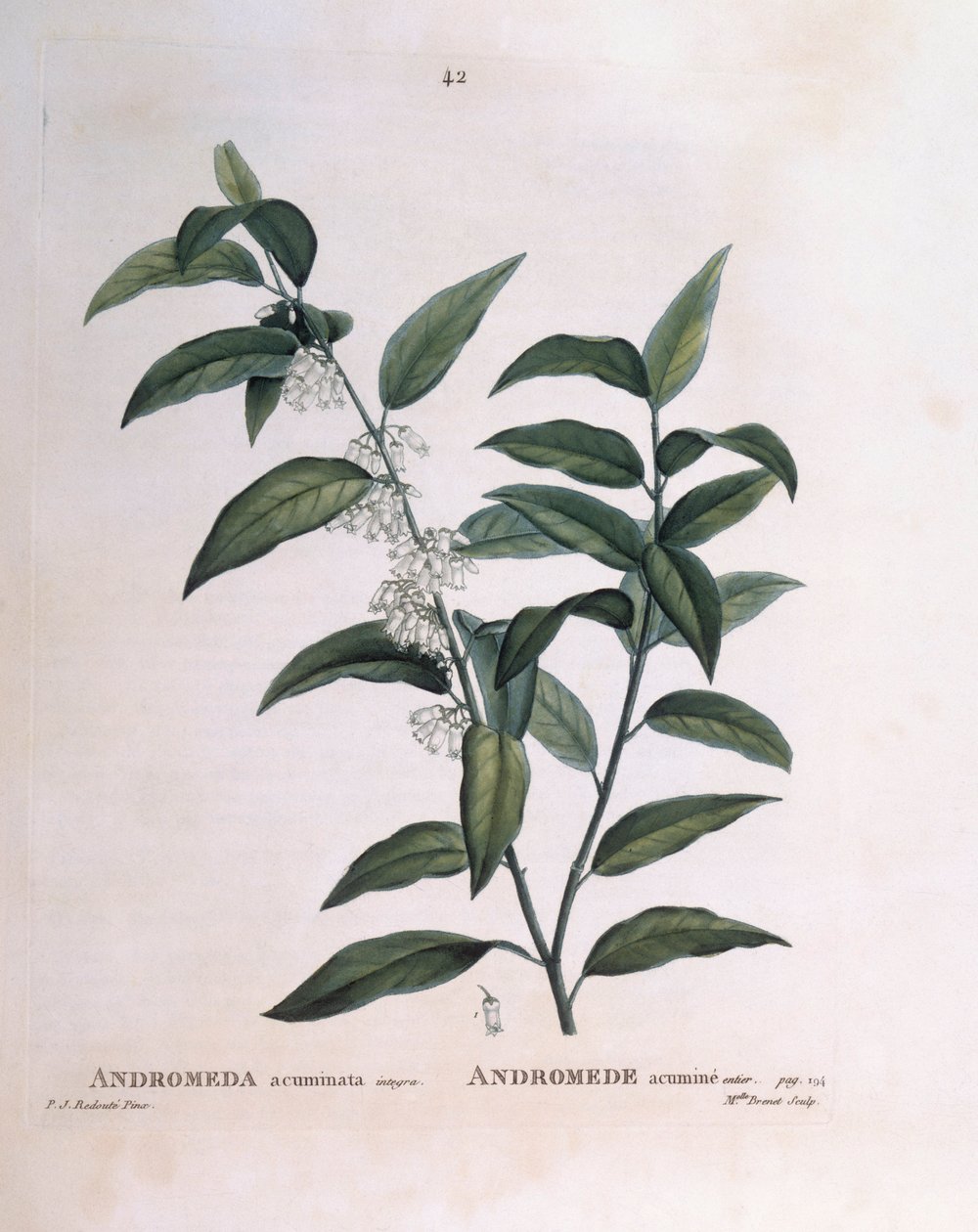 Andromeda acuminata, botanische Tafel von Pierre Joseph Redouté von Pierre Joseph Redouté