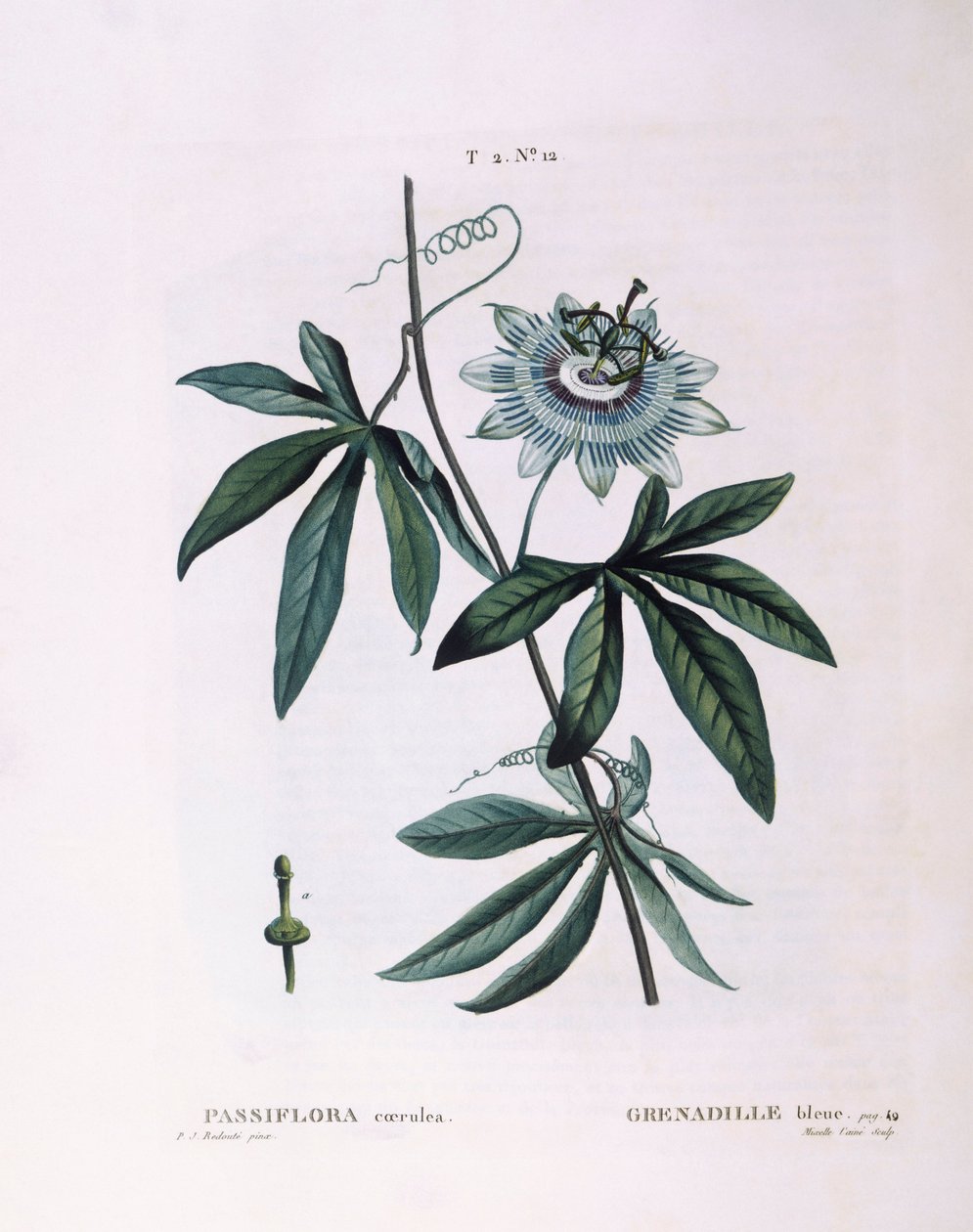 Blaue Passionsblume (Passiflora caerulea), botanische Tafel von Pierre Joseph Redouté von Pierre Joseph Redouté