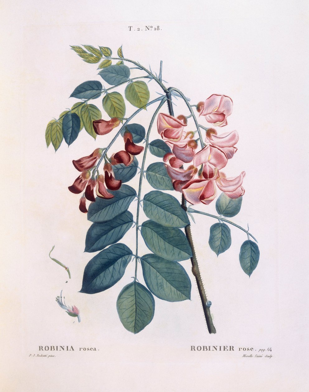 Robinie, botanische Tafel von Pierre Joseph Redouté von Pierre Joseph Redouté