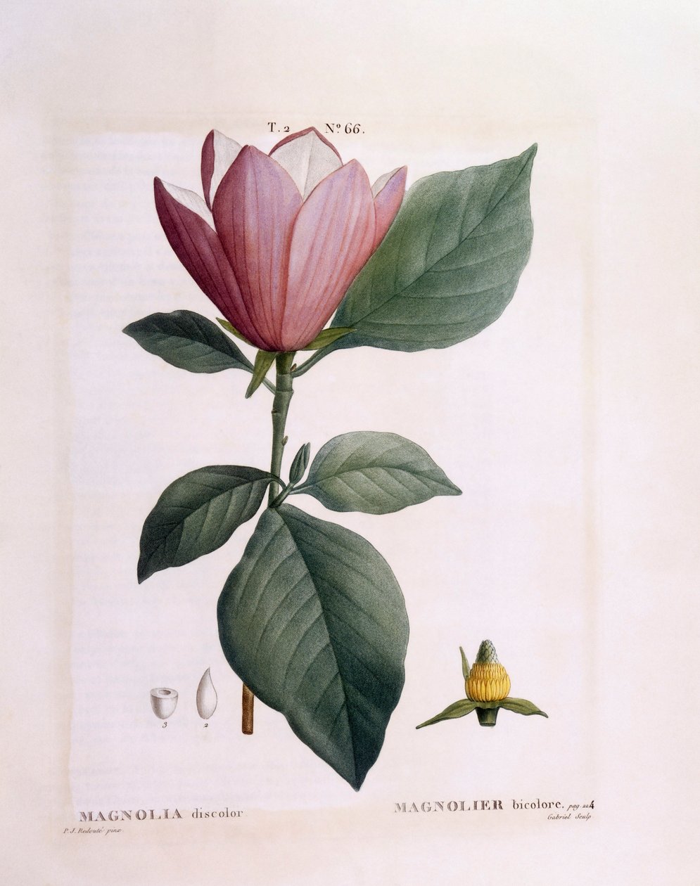 Magnolie (Magnolia discolour), botanische Tafel von Pierre Joseph Redouté von Pierre Joseph Redouté