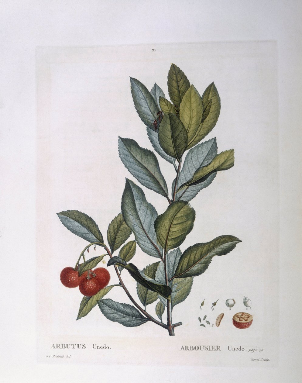 Erdbeerbaum (Arbutus unedo), botanische Tafel von Pierre Joseph Redouté von Pierre Joseph Redouté